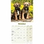 Border Terrier Mini-Kalender Welpen 2025