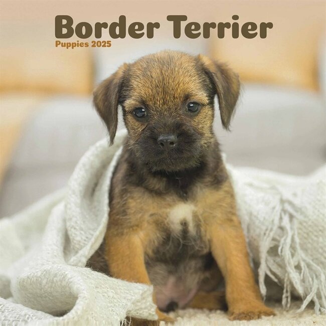 Border Terrier Mini Calendrier Chiots 2025