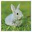 Bunnies Kalender 2025 Mini