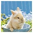 Bunnies Kalender 2025 Mini