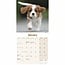 Calendario dei cuccioli di Cavalier King Charles Spaniel 2025 Mini