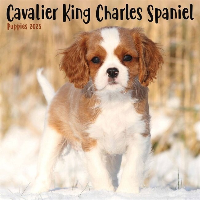 Cavalier King Charles Spaniel Cachorros Calendario 2025 Mini