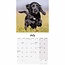 Cocker Spaniel Inglés Cachorros Calendario 2025 Mini