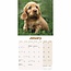 Cocker Spaniel Inglés Cachorros Calendario 2025 Mini