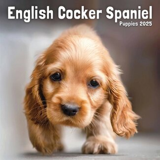 Avonside Cocker Spaniel Inglés Cachorros Calendario 2025 Mini