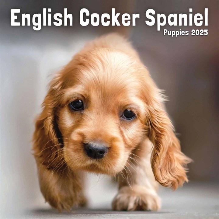 Engelse Cocker Spaniel Puppies Kalender 2025 Mini