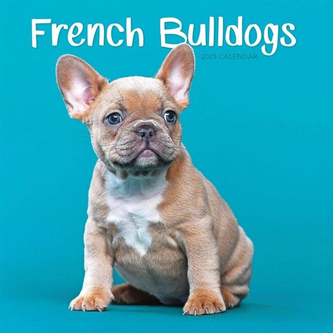 CarouselCalendars French Bulldog Calendar 2025 Mini