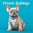 Calendrier Bouledogue Français 2025 Mini