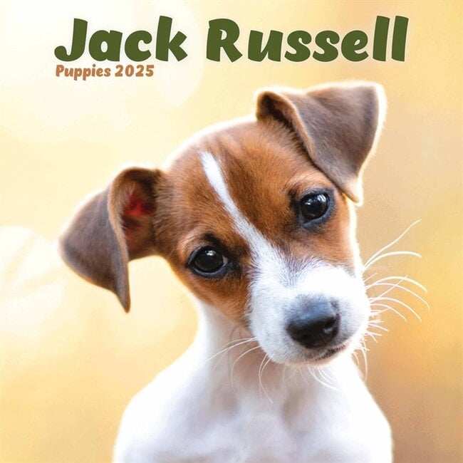 Calendario dei cuccioli di Jack Russell Terrier 2025 Mini