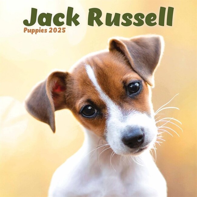 Jack Russell Terrier Puppies Calendar 2025 Mini