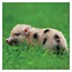 Pig Calendar 2025 Mini