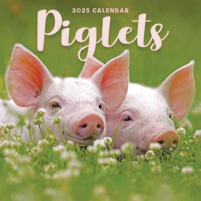 Pig Calendar 2025 Mini