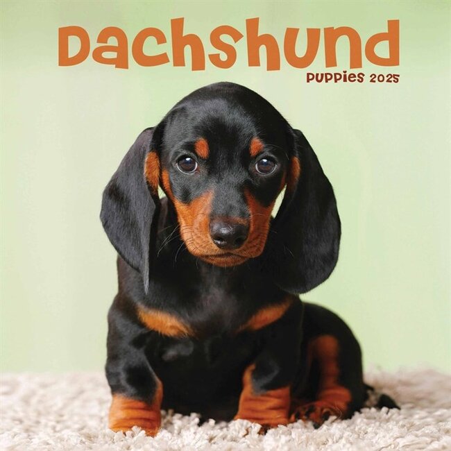 Dachshund-Kalender 2025 Mini