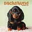 Dachshund-Kalender 2025 Mini