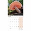 Champignons Calendrier 2025