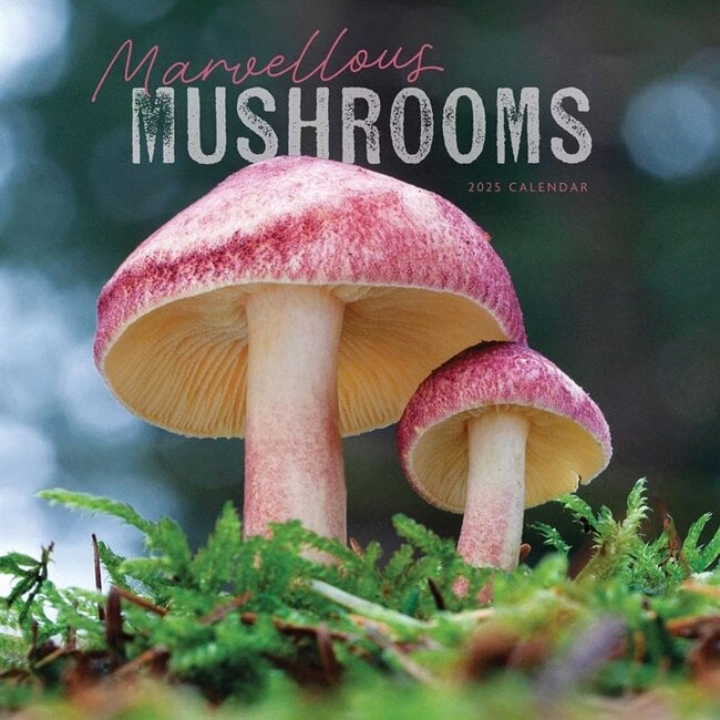 Mushrooms Calendar 2025