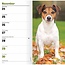 Calendario tascabile Jack Russell Terrier 2025