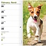 Jack Russell Terrier Taschenkalender 2025