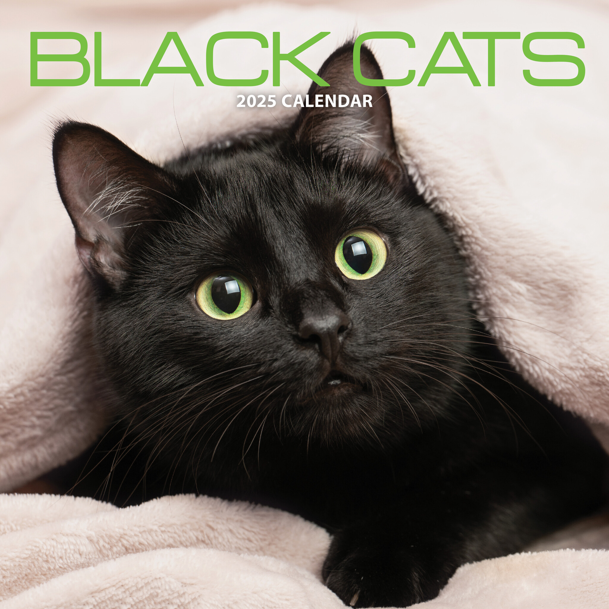 Buy Black Cat Calendar 2025 | Order easily online - Kalenderwinkel.nl