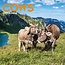 Calendrier des vaches 2025