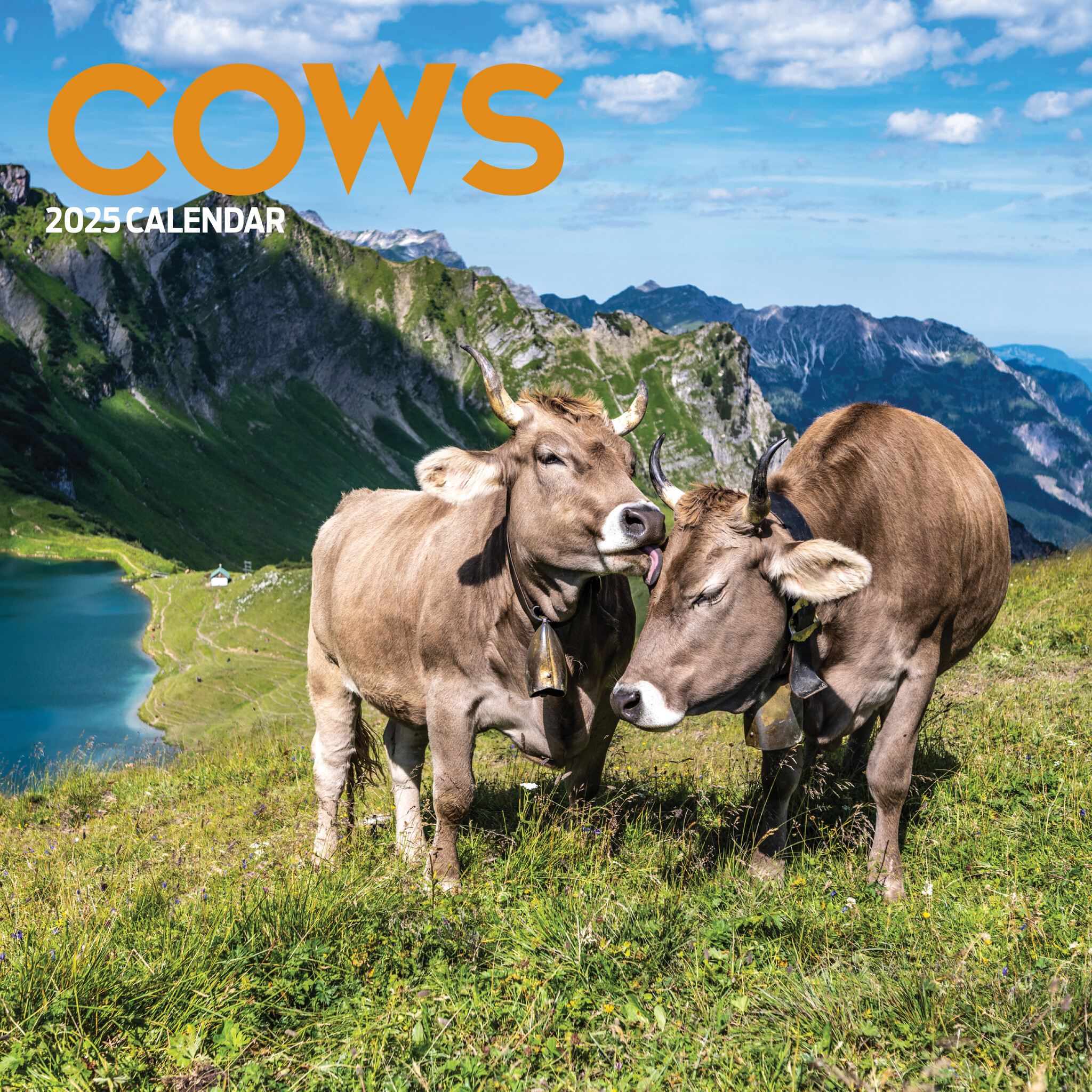 Buying Cows Calendar 2025 Order easily online Kalenderwinkel.nl