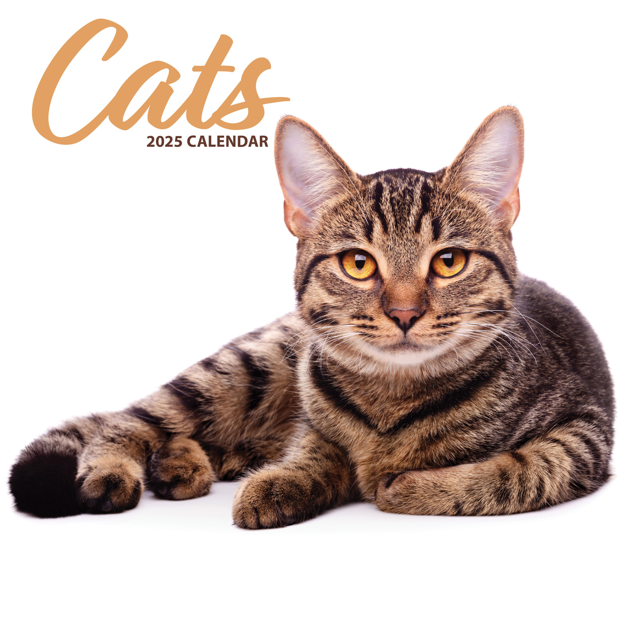 Katten Kalender 2025 Modern Kopen? Bestel eenvoudig Online