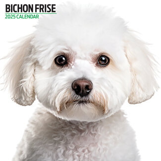 Magnet & Steel Calendario Bichon Frise 2025 Moderno