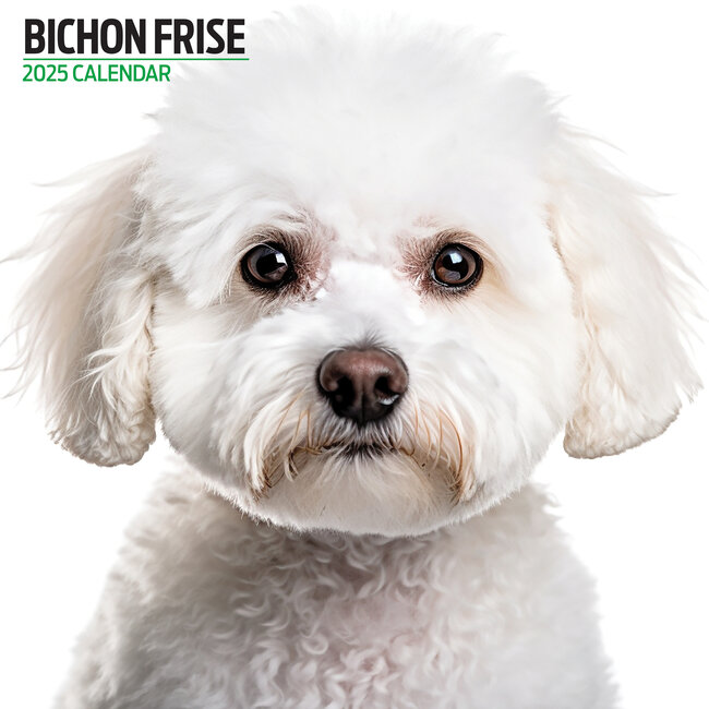 Bichon Frise Calendario 2025 Moderno