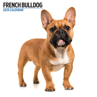 Magnet & Steel Calendario Bulldog Francese 2025 Moderno