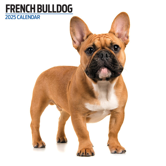 Calendario Bulldog Francés 2025 Moderno