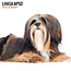 Magnet & Steel Lhasa Apso Kalender 2025 Modern