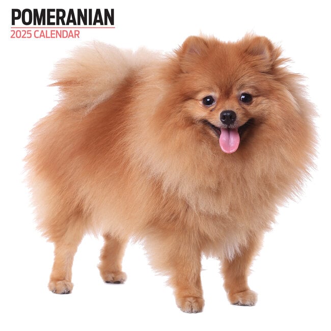 Pomeranian Kalender 2025 Modern