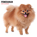 Magnet & Steel Pomeranian Kalender 2025 Modern