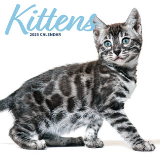 Magnet & Steel Kittens Calendar 2025 Modern
