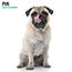 Magnet & Steel Calendario Pug 2025 Moderno