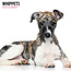 Calendario Whippet 2025 Moderno