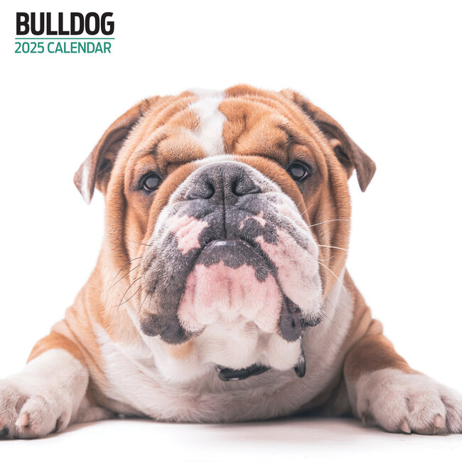 Calendrier Bulldog Anglais 2025 Moderne