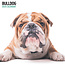 Engelse Bulldog Kalender 2025 Modern