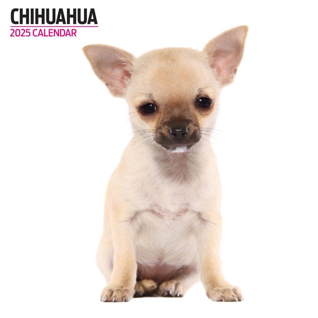 Calendrier Chihuahua 2025 Moderne