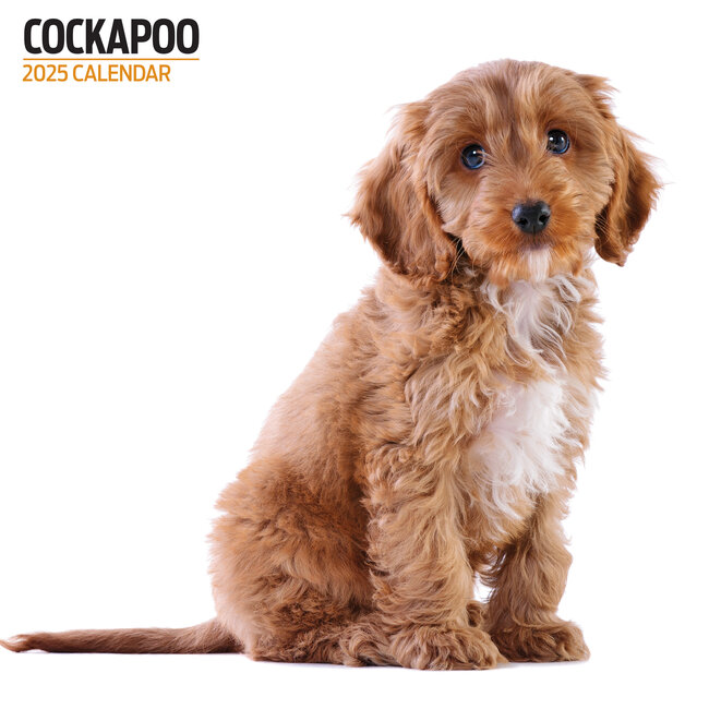 Calendario Cockapoo 2025 Moderno