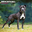 American Pit Bull Terrier Calendario 2025