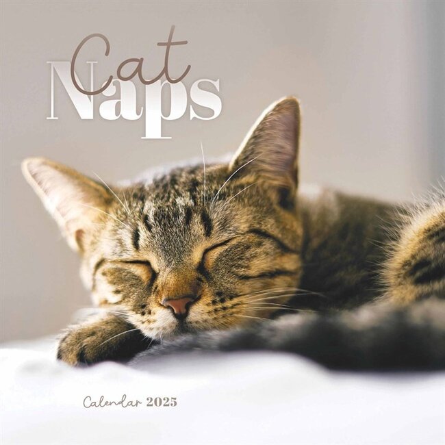CarouselCalendars Cat Naps Mini Calendar 2025