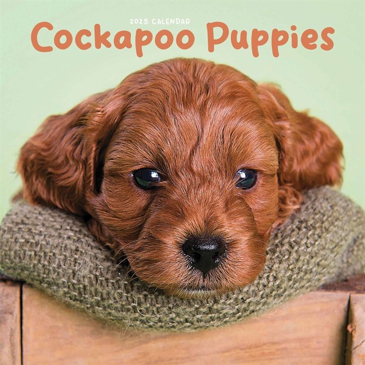 Cockapoo Puppies Mini Kalender 2025