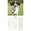 Mini calendario dei cuccioli di Springer Spaniel inglese 2025