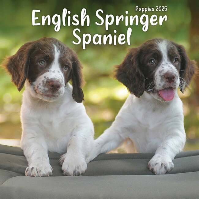 Mini-calendrier des chiots de l'épagneul de Springer anglais 2025