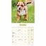 Staffordshire Bull Terrier Cachorros Calendario 2025