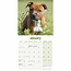 Calendario dei cuccioli di Staffordshire Bull Terrier 2025