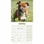 Staffordshire Bull Terrier Cachorros Calendario 2025