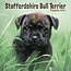 Staffordshire Bull Terrier Chiots Calendrier 2025