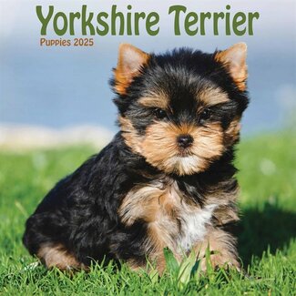 CarouselCalendars Yorkshire Terriers Cachorros Calendario 2025 Mini